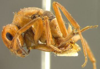 Media type: image;   Entomology 21723 Aspect: habitus lateral view